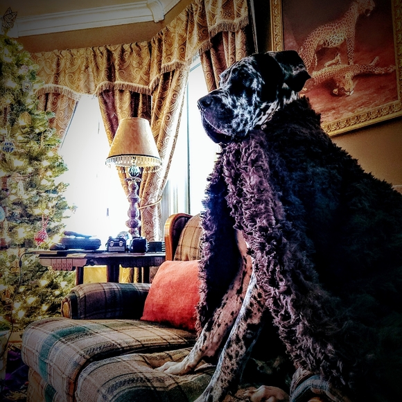 Meet your Posher, Scotti Leigh - Picture 5 of 8